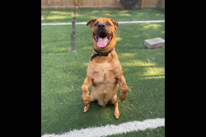 Montgomery County Animal Care and Control - Max Montgomery County Animal Care and Control - Max