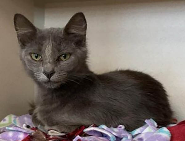 Montgomery County Animal Care and Control - Pudding Montgomery County Animal Care and Control - Pudding