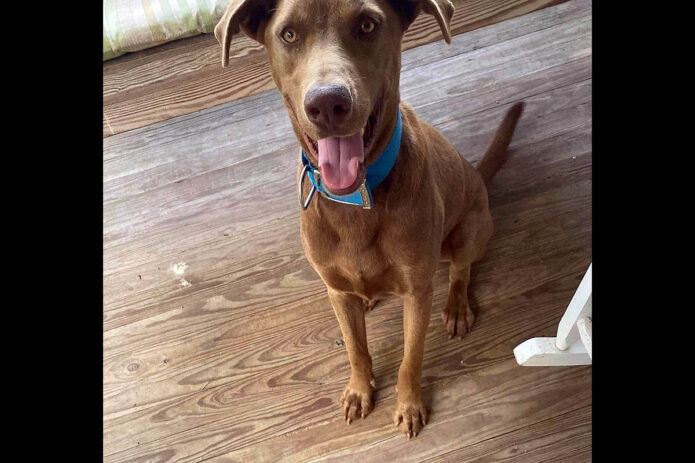 Stewart County Faithful Friends Animal Rescue - Bagsby Stewart County Faithful Friends Animal Rescue - Bagsby