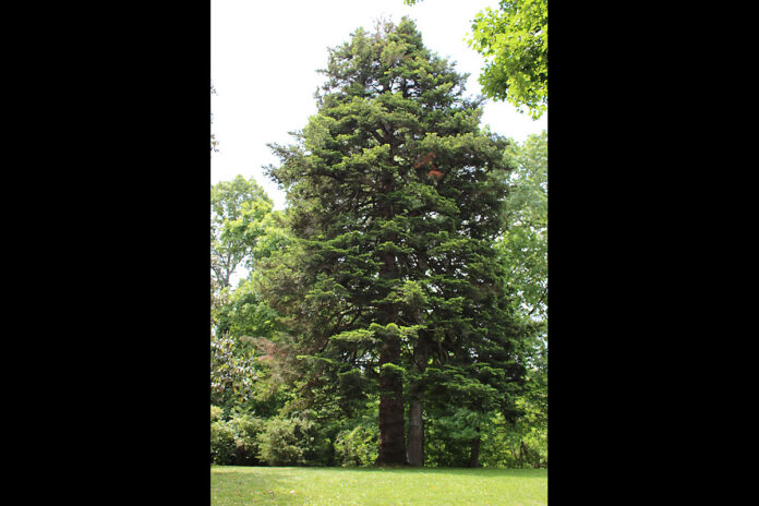 Austin Peay State Univeristy's state champion Douglas Fir. (APSU)