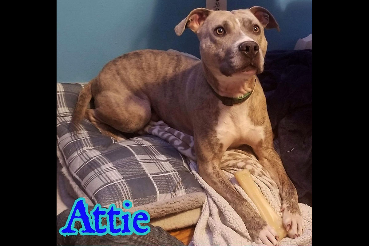 Companion Pet Rescue of Middle Tennessee - Atlas Companion Pet Rescue of Middle Tennessee - Atlas