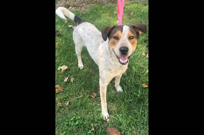 Stewart County Faithful Friends Animal Rescue - Traveler Stewart County Faithful Friends Animal Rescue - Traveler