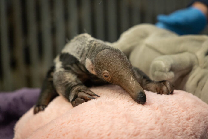 Baby Anteater at the Nashville Zoo. (Sean Brunson)