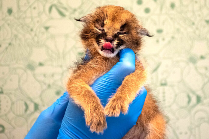 Caracal Kitten