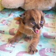 Caracal Kitten