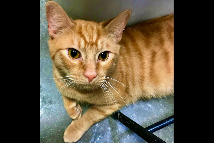 Cheeze It is available at Cats Are Us.