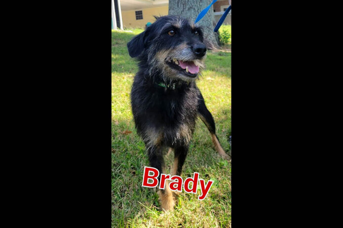 Companion Pet Rescue of Middle Tennessee - Brady