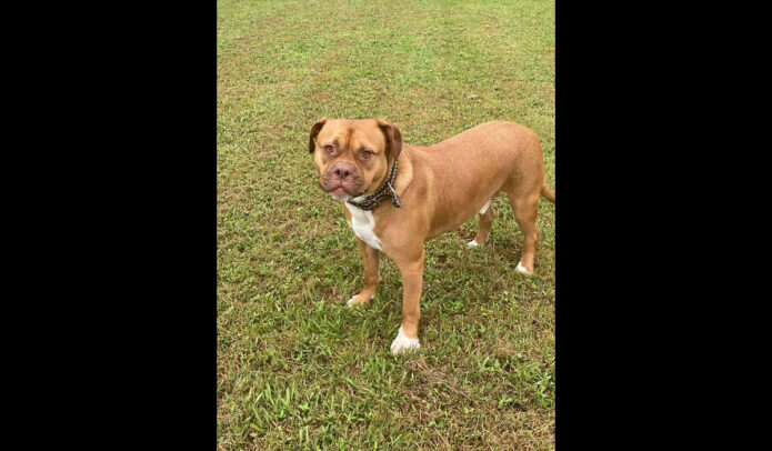Companion Pet Rescue of Middle Tennessee - Ralph Companion Pet Rescue of Middle Tennessee - Ralph