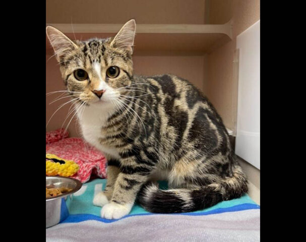 Montgomery County Animal Care and Control - Frann Montgomery County Animal Care and Control - Frann