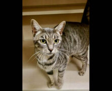 Montgomery County Animal Care and Control- Sweetpea