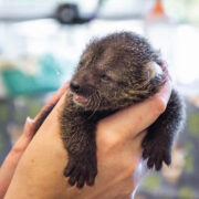 Palawan Binturong