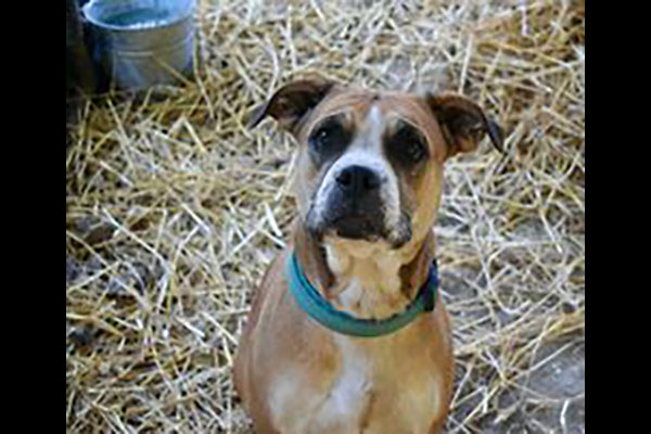Sagley’s Biker Bully Farm - Sophia Grace Sagley’s Biker Bully Farm - Sophia Grace