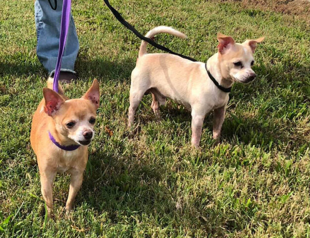 Stewart County Faithful Friends Animal Rescue - Sparky & Tinky