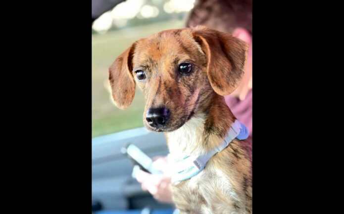 Two Ladies Caring Dog Rescue - Louie