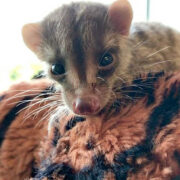 Vinnie the Banded Palm Civet Vinnie the Banded Palm Civet