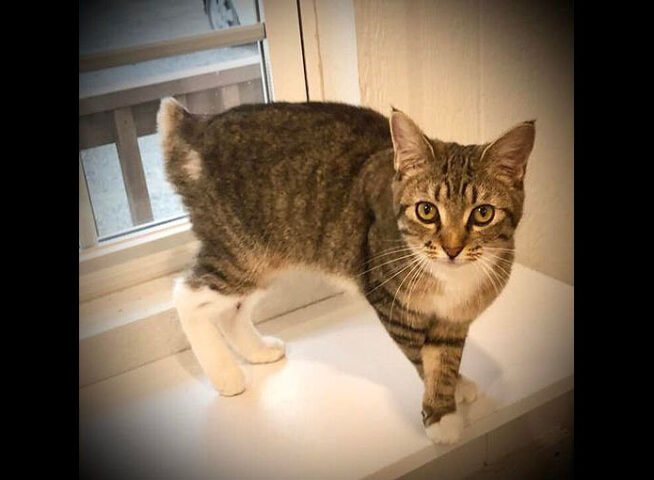 Cat Adoption Team of Stewart County (CATS) - Mittens Cat Adoption Team of Stewart County (CATS) - Mittens