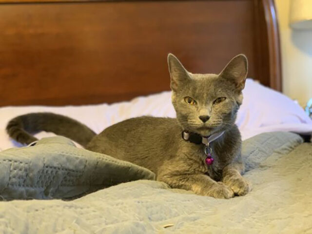 Finders Keepers Cat Rescue - Aurora Finders Keepers Cat Rescue - Aurora