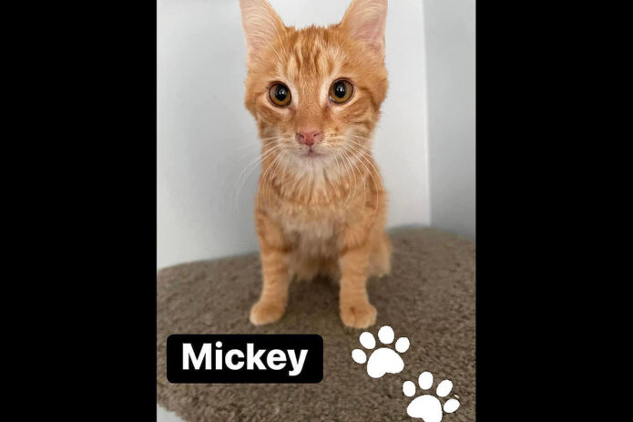 Finders Keepers Cat Rescue - Mickey