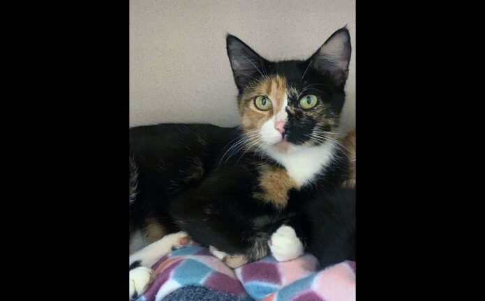 Montgomery County Animal Care and Control - Pumpkin Spice Montgomery County Animal Care and Control - Pumpkin Spice