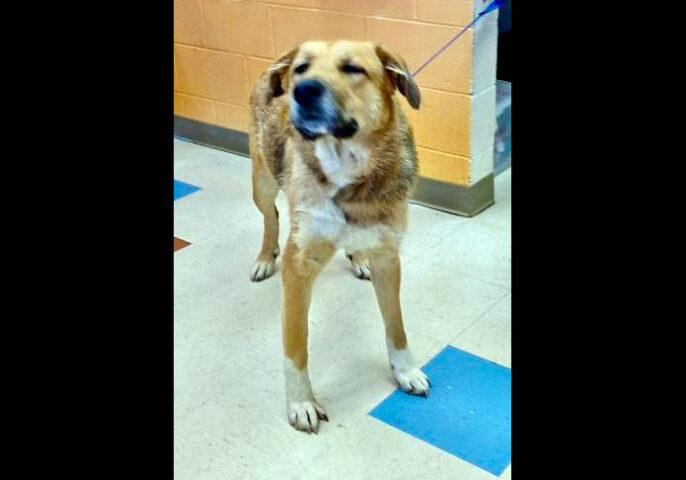 Montgomery County Animal Care and Control -Stella Rose Montgomery County Animal Care - Stella Rose