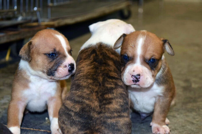 Sagley’s Biker Bully Farm - Puppies