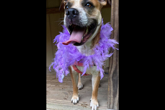 Sagley’s Biker Bully Farm - Sophia Grace