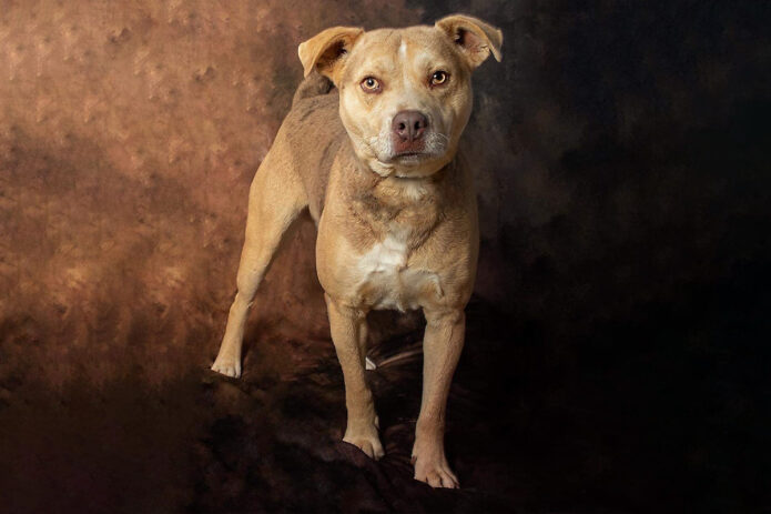 Stewart County Faithful Friends Animal Rescue - Pup-Pup Stewart County Faithful Friends Animal Rescue - Pup-Pup