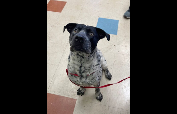 Abraham is available at Montgomery County Animal Care and Control