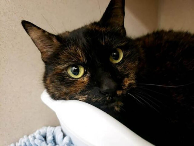 Montgomery County Animal Care and Control - Corn Montgomery County Animal Care and Control - Corn