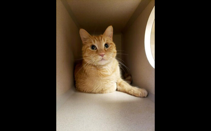 Montgomery County Animal Care and Control - Jingles Montgomery County Animal Care and Control - Jingles