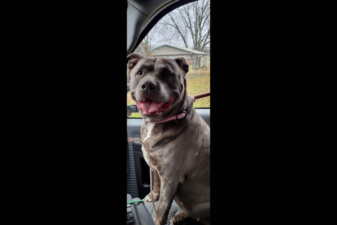 Montgomery County Animal Care and Control - Storm Montgomery County Animal Care and Control - Storm