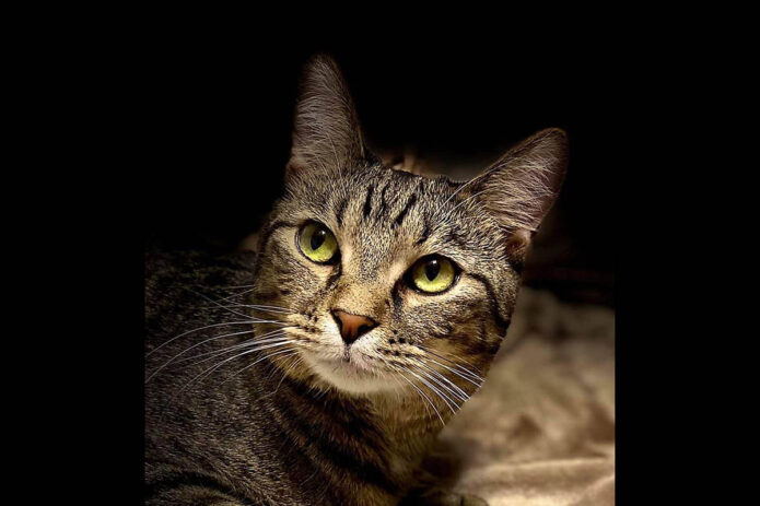 Puurrrfect Paws Rescue & Cat Cafe - Dyval Puurrrfect Paws Rescue & Cat Cafe - Dyval