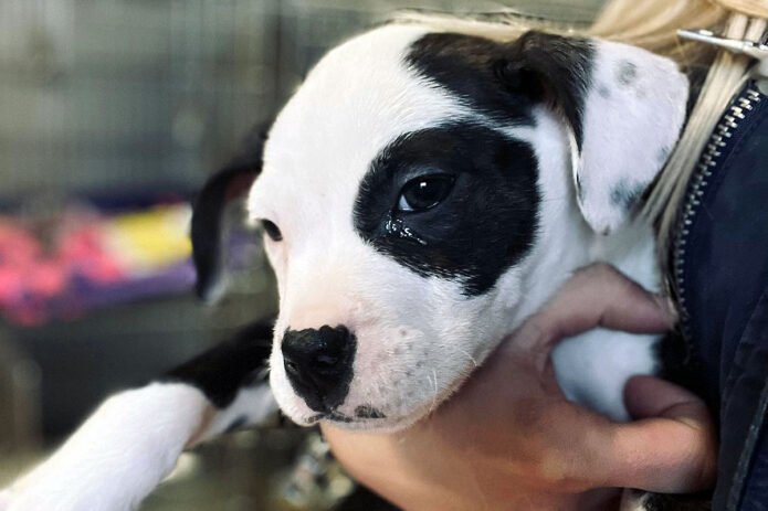 Sagley’s Biker Bully Farm - Puppies