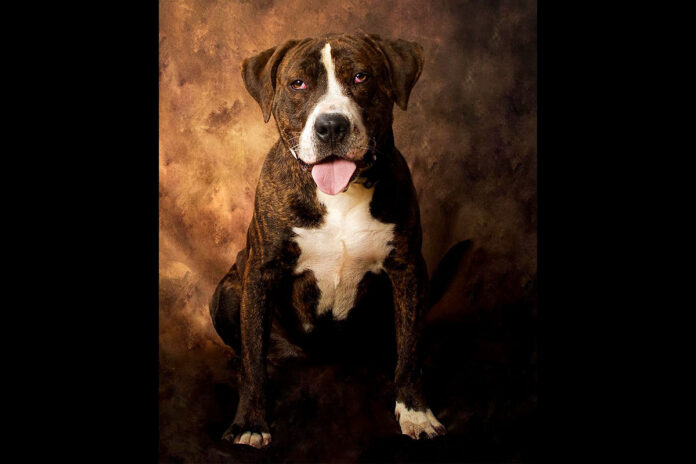 Drako is available at Stewart County Faithful Friends Animal Rescue.