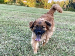 Two Ladies Caring Dog Rescue – Sheila