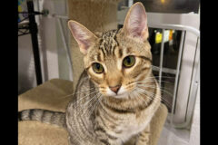 Amira is available at Cat Adoption Team of Stewart County (CATS).