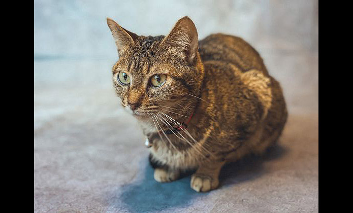Finders Keepers Cat Rescue - Minnie Purrl