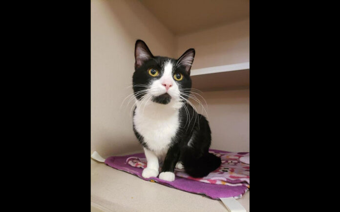 Ninja is available at Montgomery County Animal Care and Control