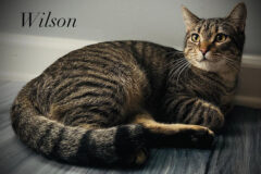 Puurrrfect Paws Rescue & Cat Cafe – Wilson