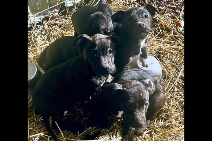 Sagley’s Biker Bully Farm - PuppyLove