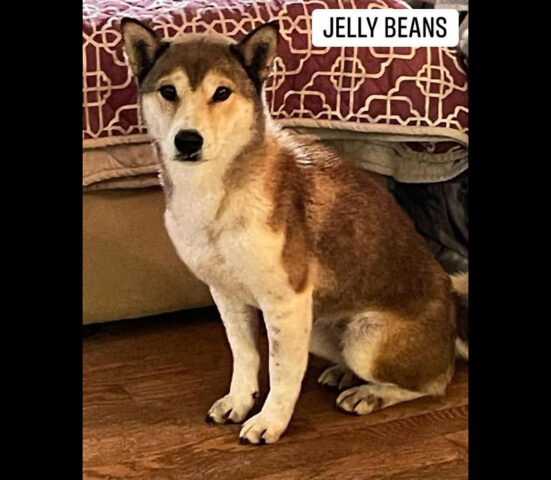 Two Ladies Caring Dog Rescue - JellyBeans