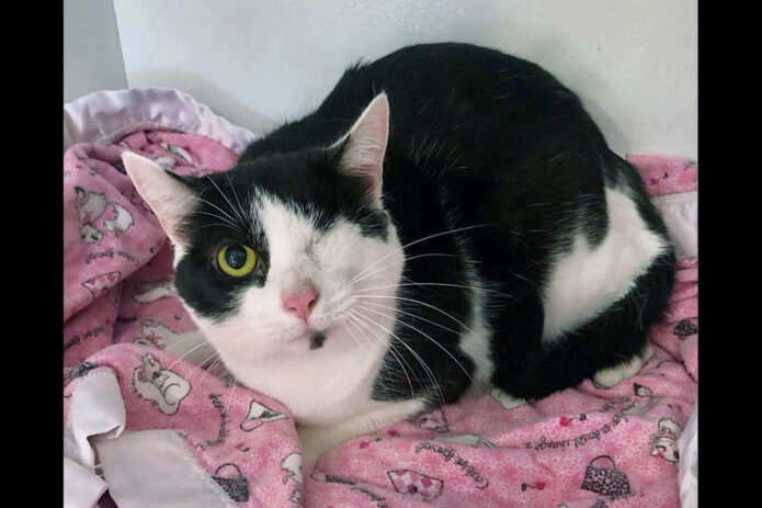 Cat Adoption Team of Stewart County (CATS) - Bandit