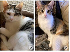 Cat Adoption Team of Stewart County (CATS) – Khera & Khali CATS