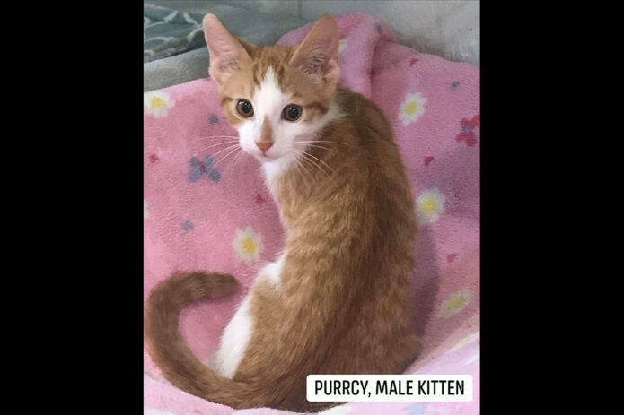 Cat Adoption Team of Stewart County (CATS) - Purrcy CATS
