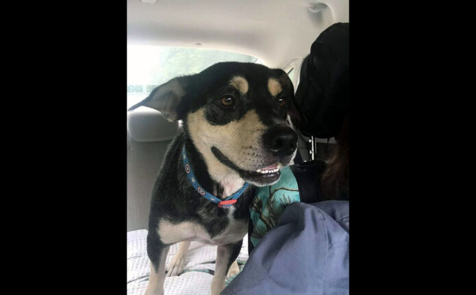 Companion Pet Rescue of Middle Tennessee - Banjo