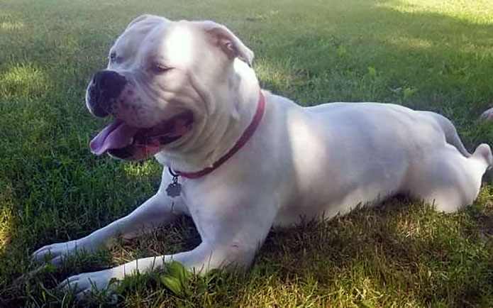 Companion Pet Rescue of Middle Tennessee - Big Mac