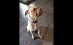 Companion Pet Rescue of Middle Tennessee – Larry