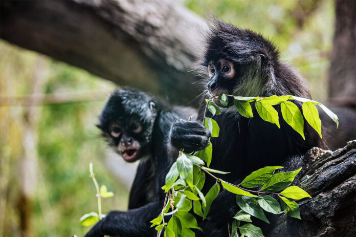 Vanderbilt Opera Theatre presents: Monkey and Francine in the City of Tigers at the Nashville Zoo Sunday, March 20th. (Nashville Zoo)