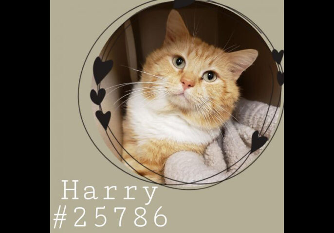 Montgomery County Animal Care and Control - Harry