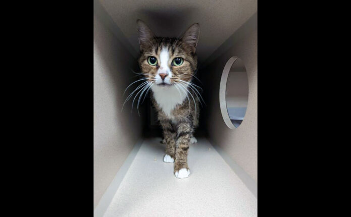 Montgomery County Animal Care and Control - Jade